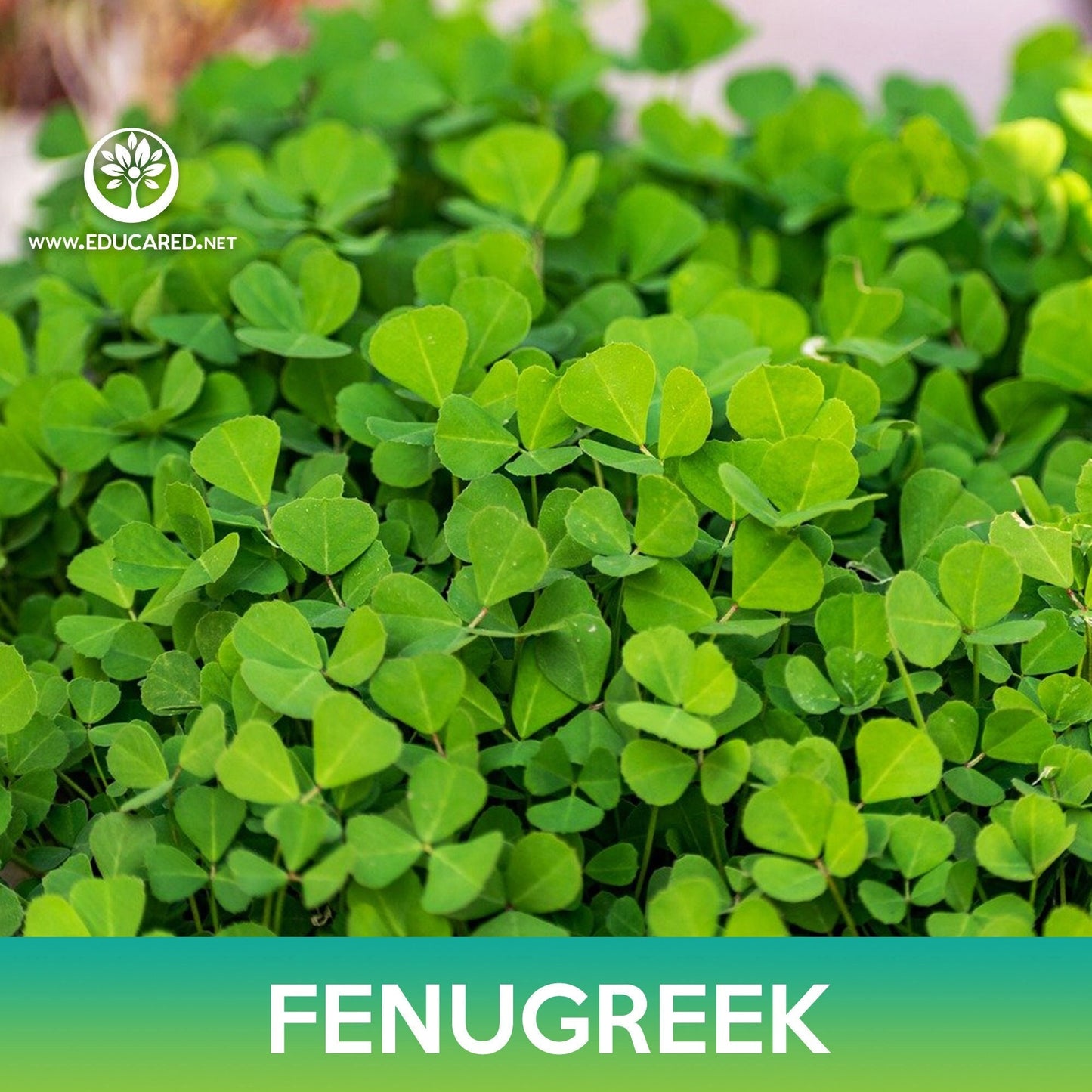 Fenugreek Seeds