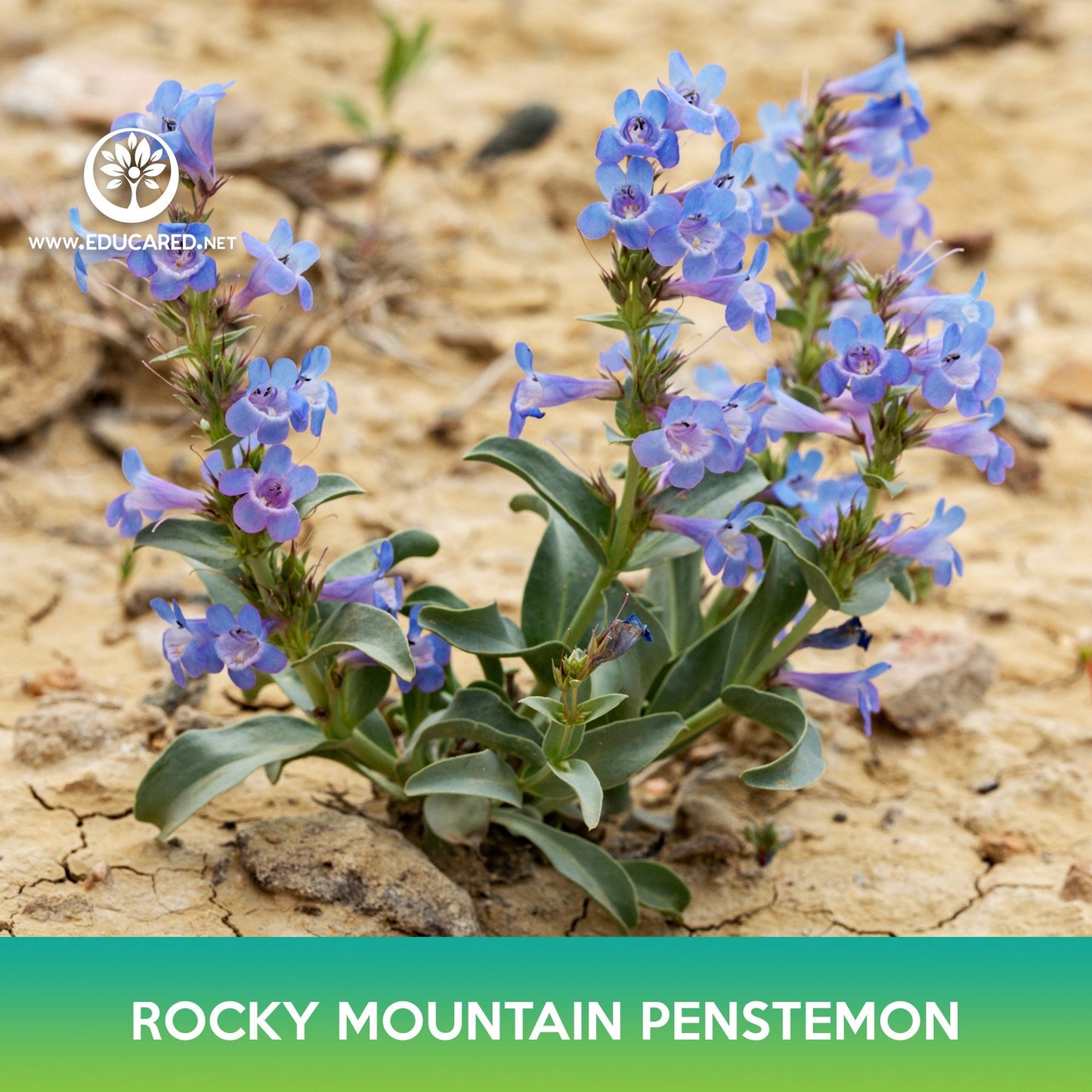 Rocky Mountain Penstemon Flower Seeds