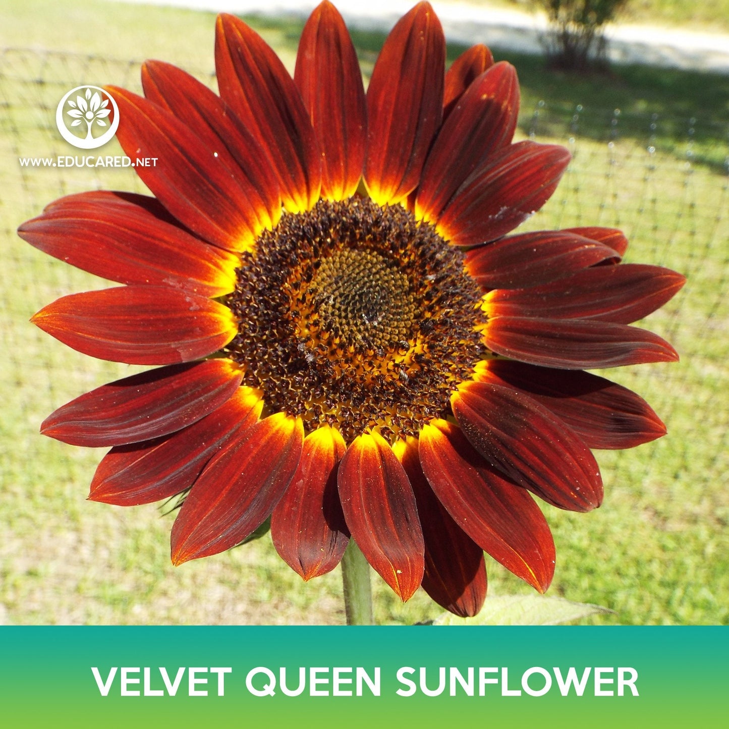Velvet Queen Sunflower Seeds