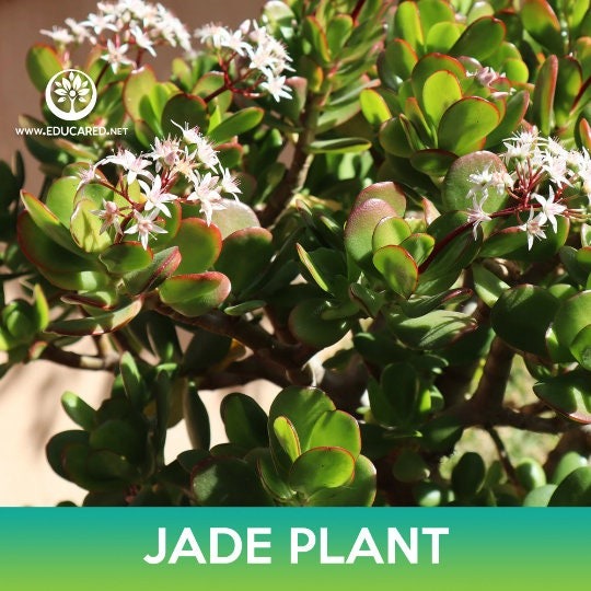Jade Plant Succulent Seeds, Crassula Ovata