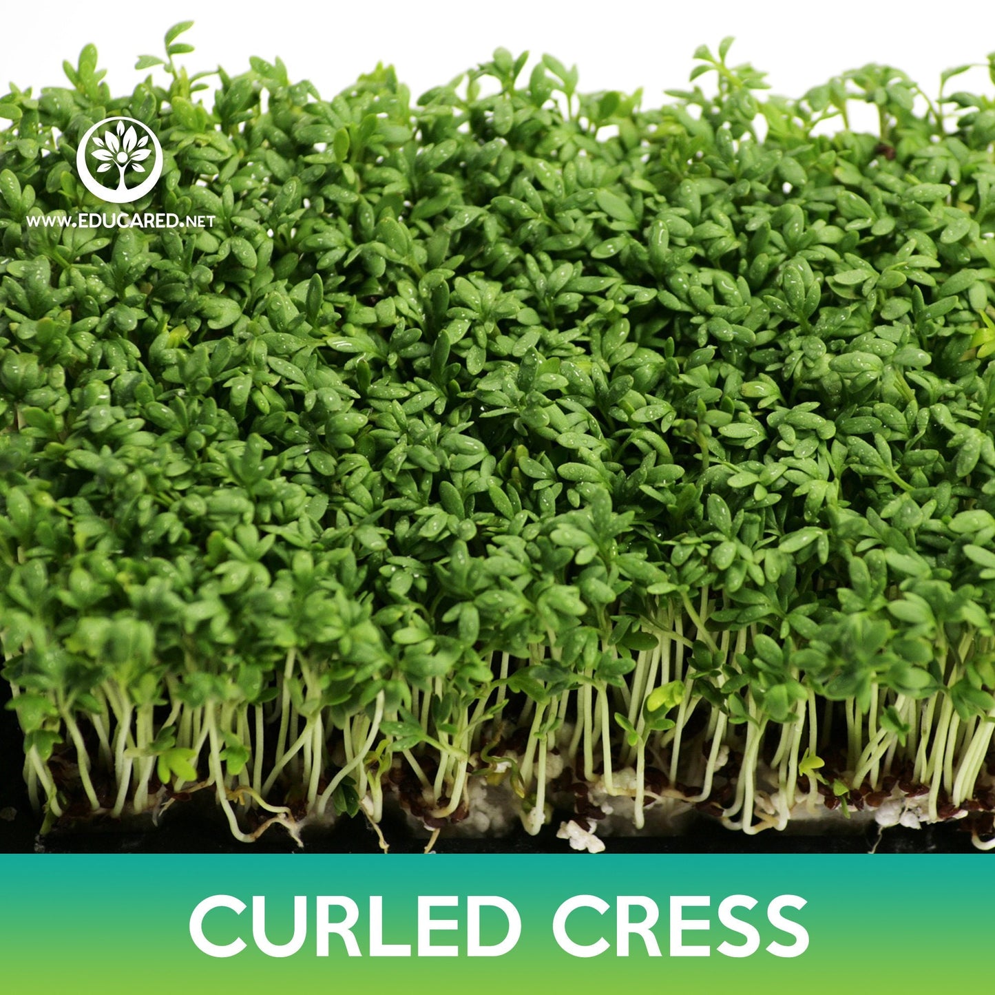 Curled Cress Seeds