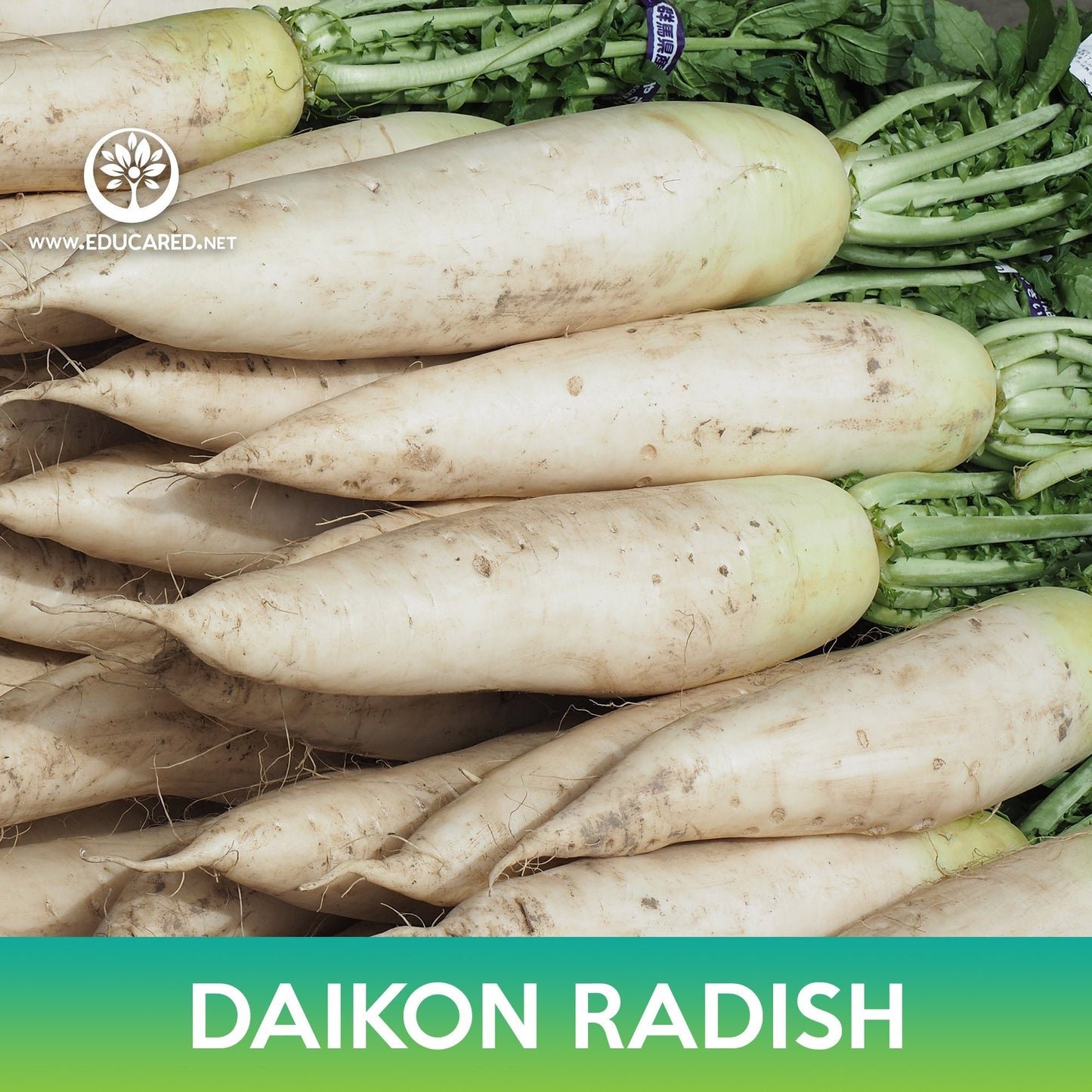 Daikon Radish Seeds, White Radish