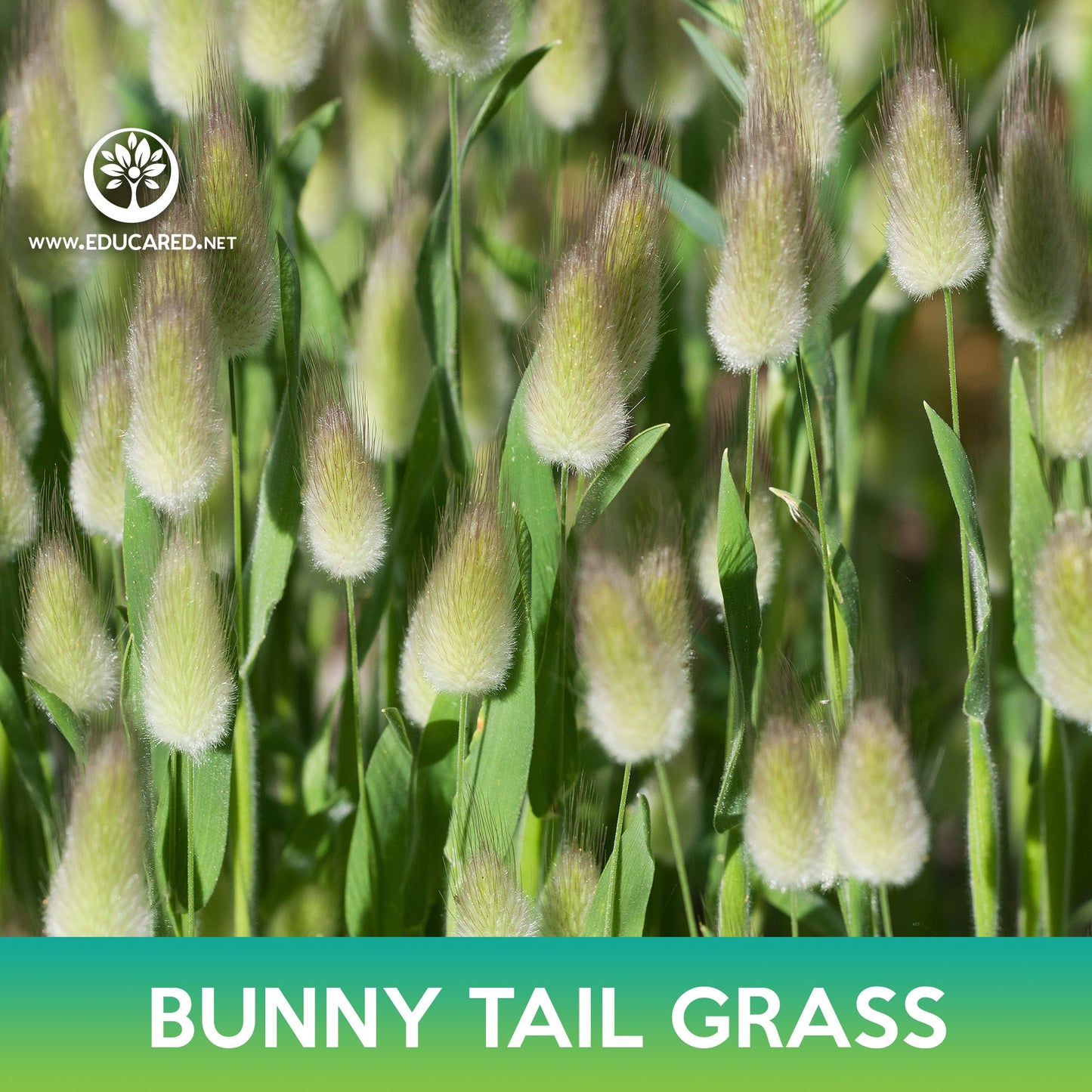 Bunny Tail Grass Seeds
