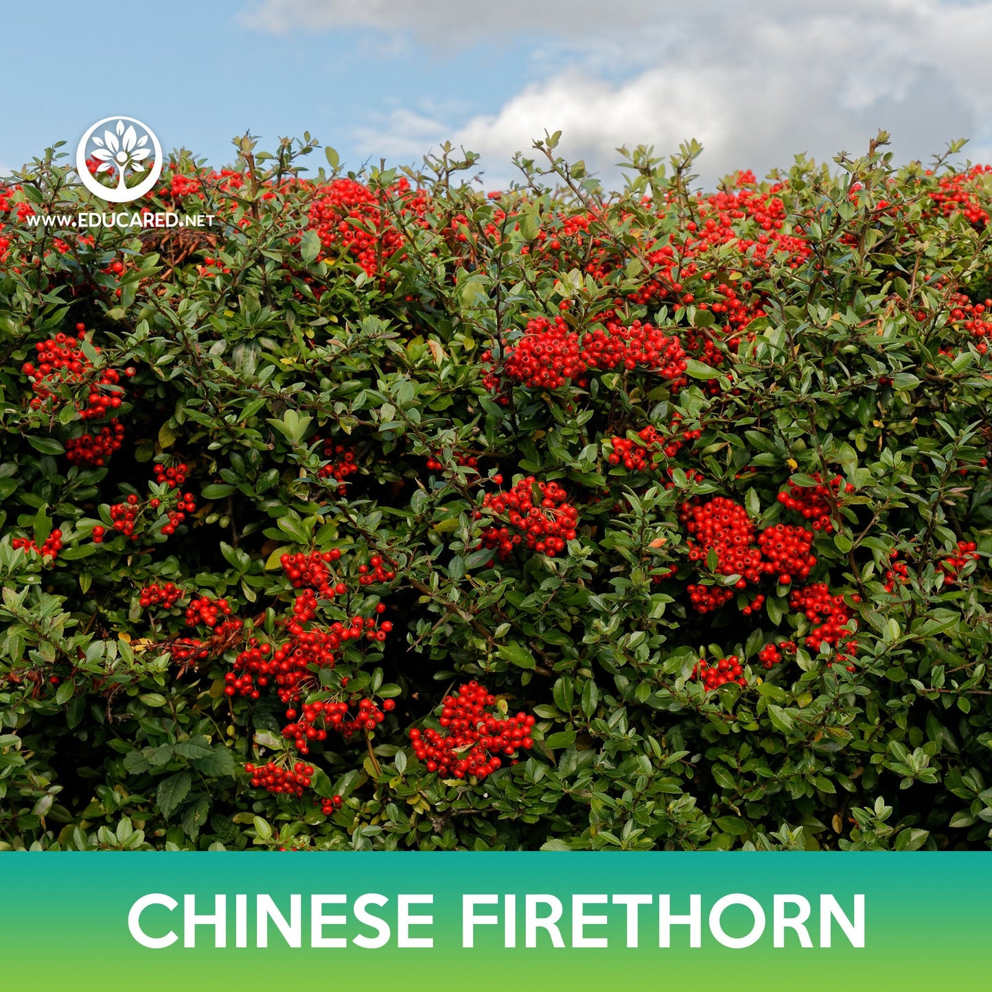 Chinese Firethorn Tree Seeds, Pyracantha fortuneana