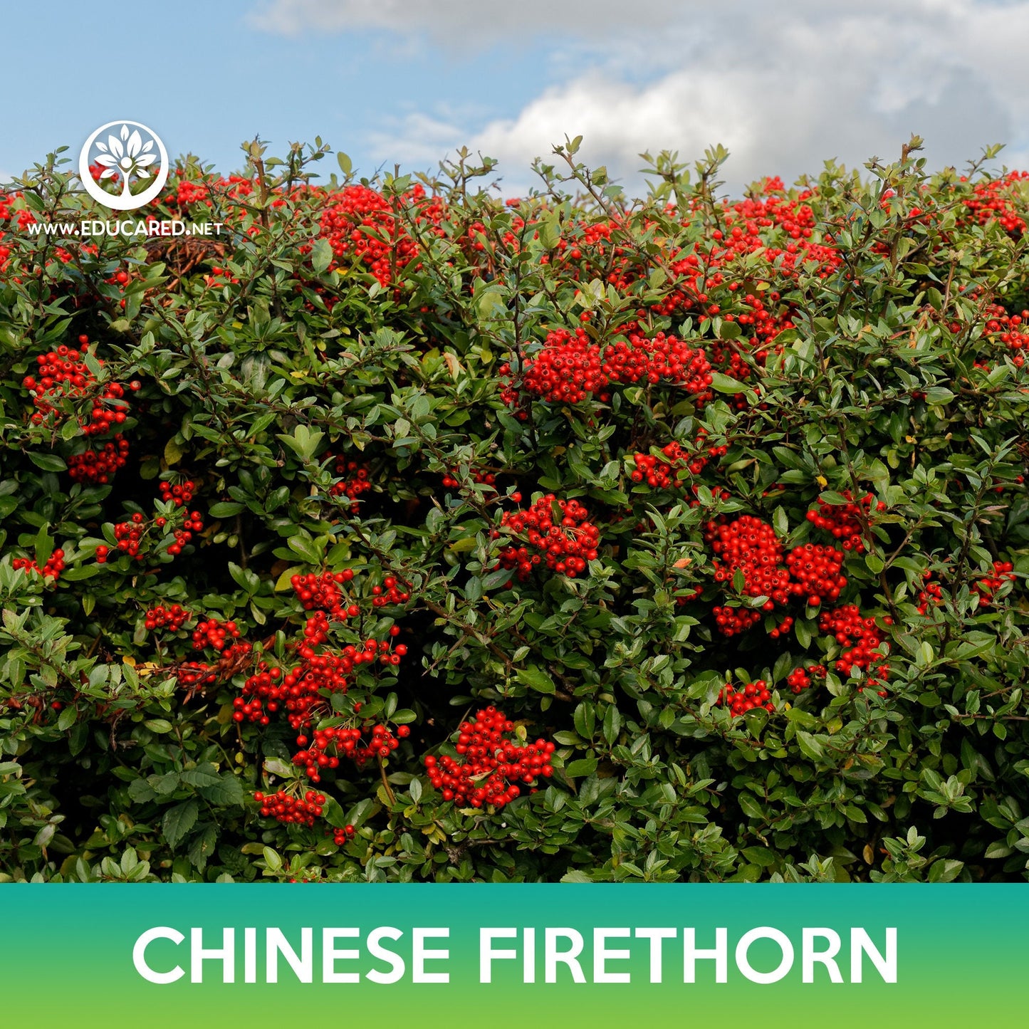 Chinese Firethorn Tree Seeds