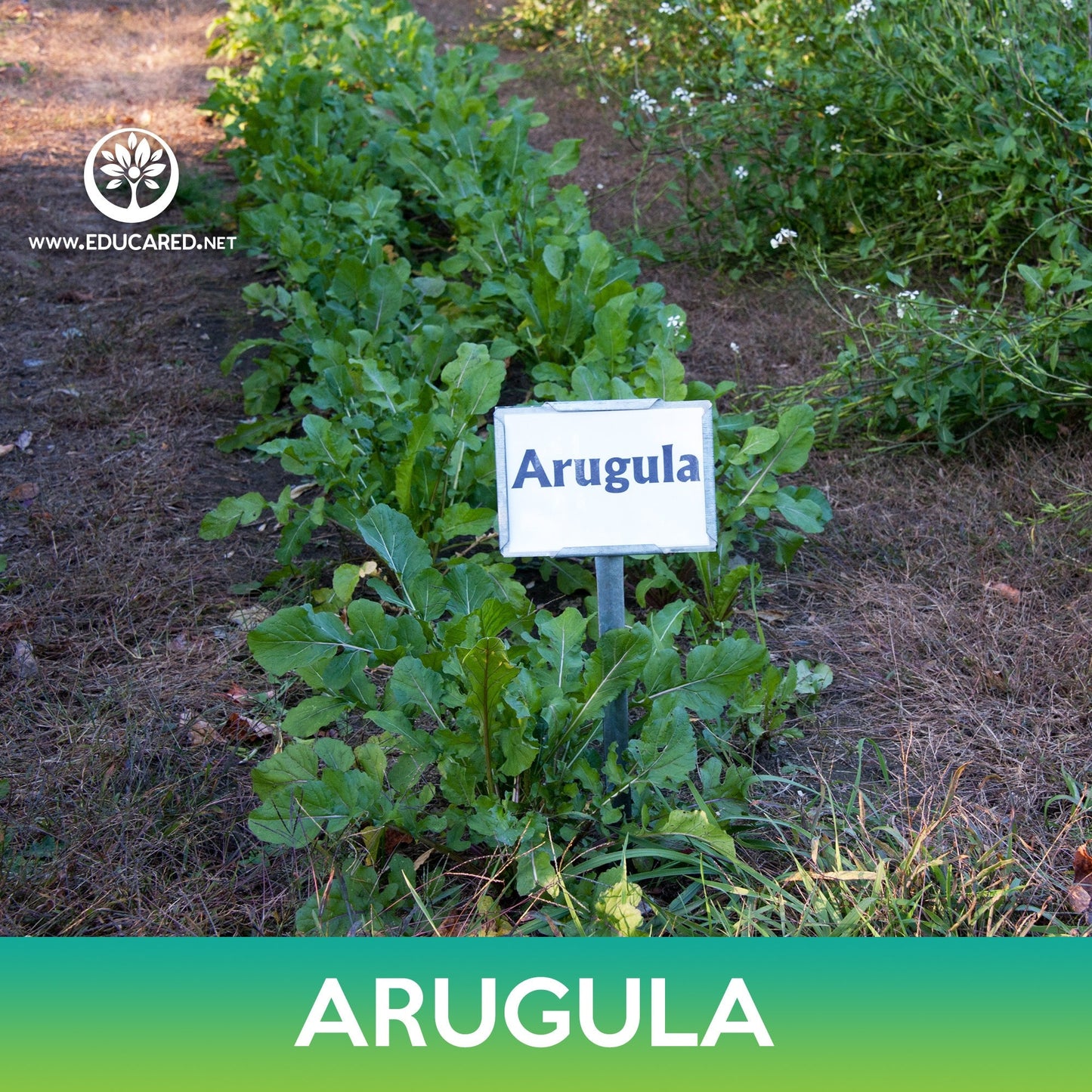 Arugula Seeds