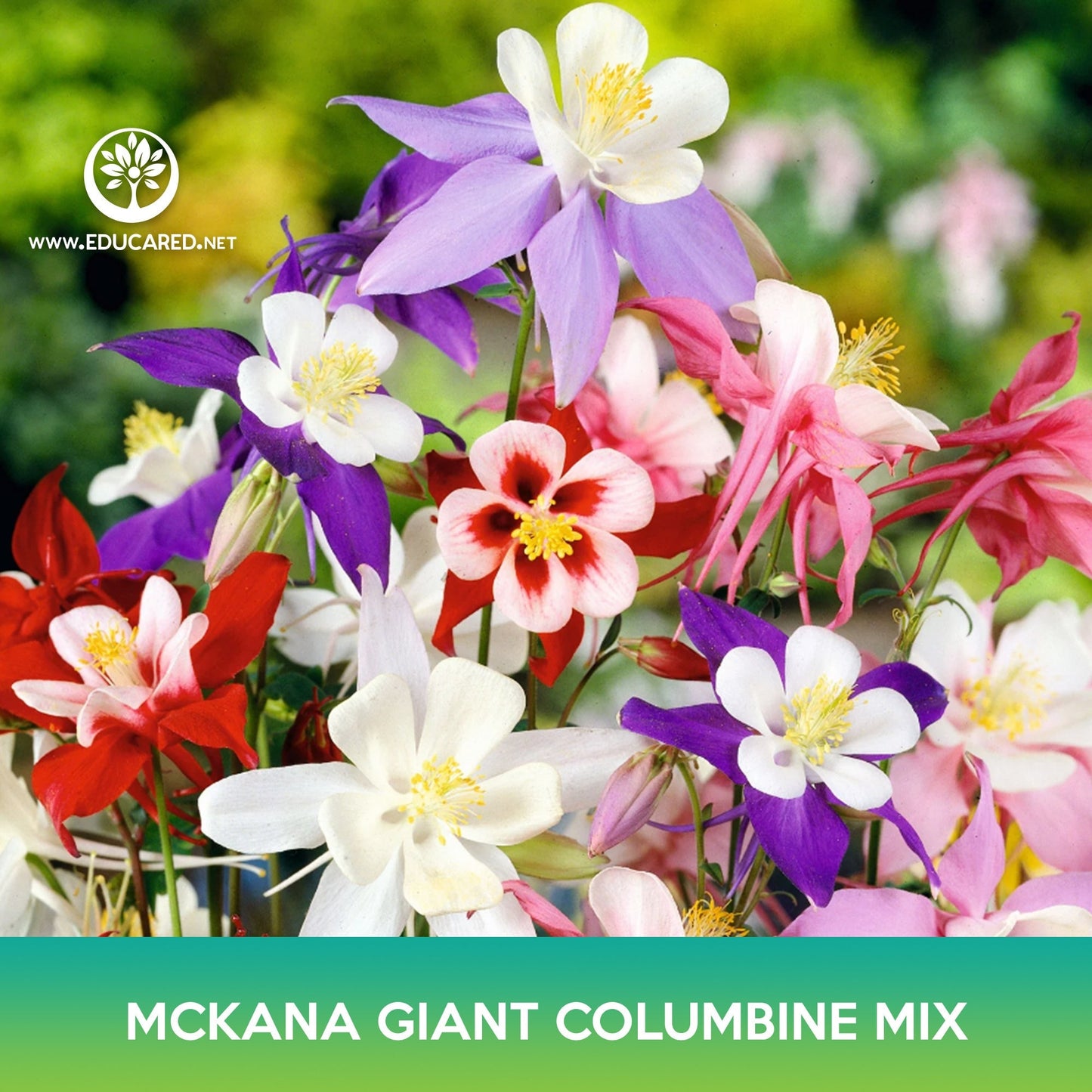 Mckana Giant Columbine Mix Seeds, Aquilegia hybrida