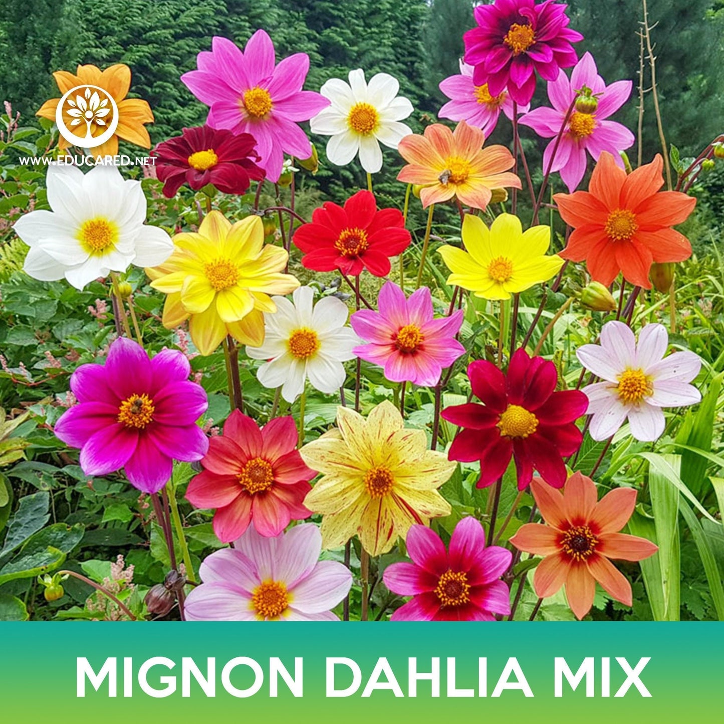 Mignon Dahlia Flower Mix Seeds, Dahlia variabilis