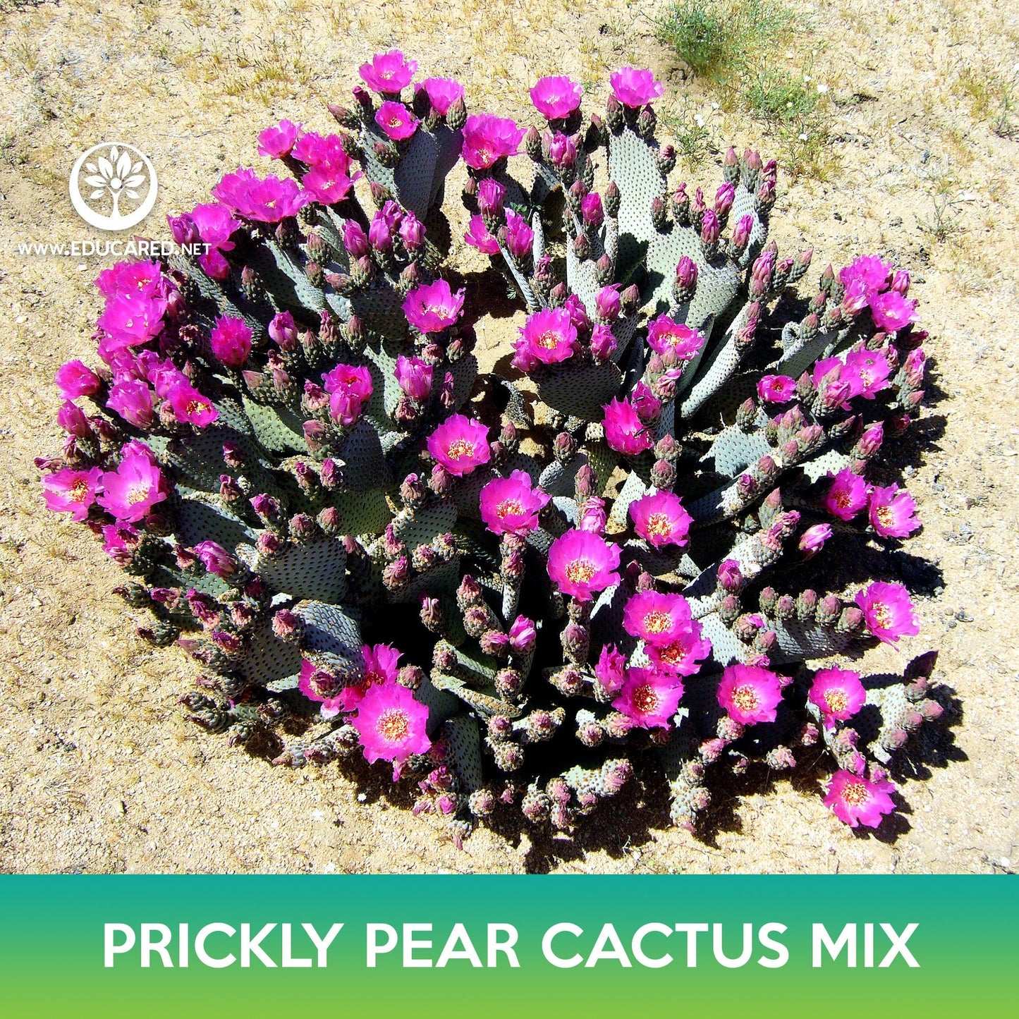 Prickly Pear Cactus Mix Seeds, Opuntia
