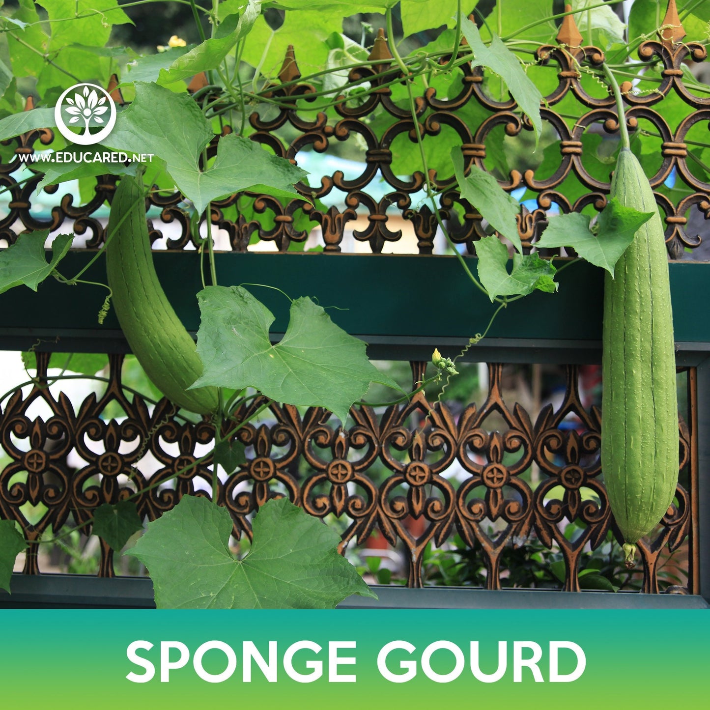 Sponge Gourd Seeds