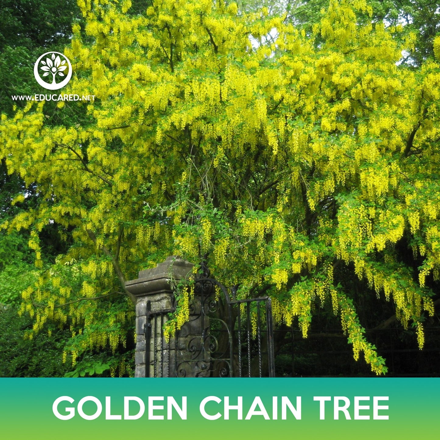 Golden Chain Tree Seeds, Golden Rain Tree, Laburnum anagyroides