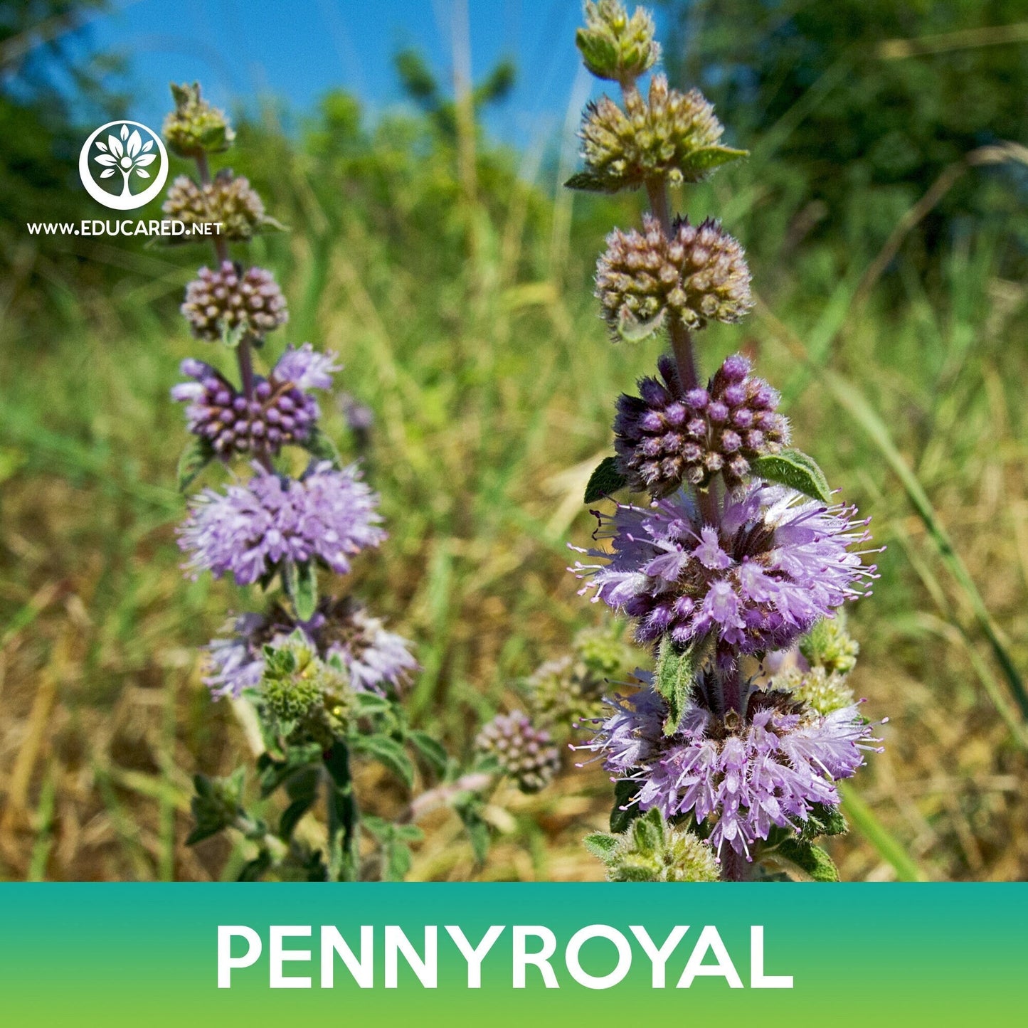Pennyroyal Flower Seeds