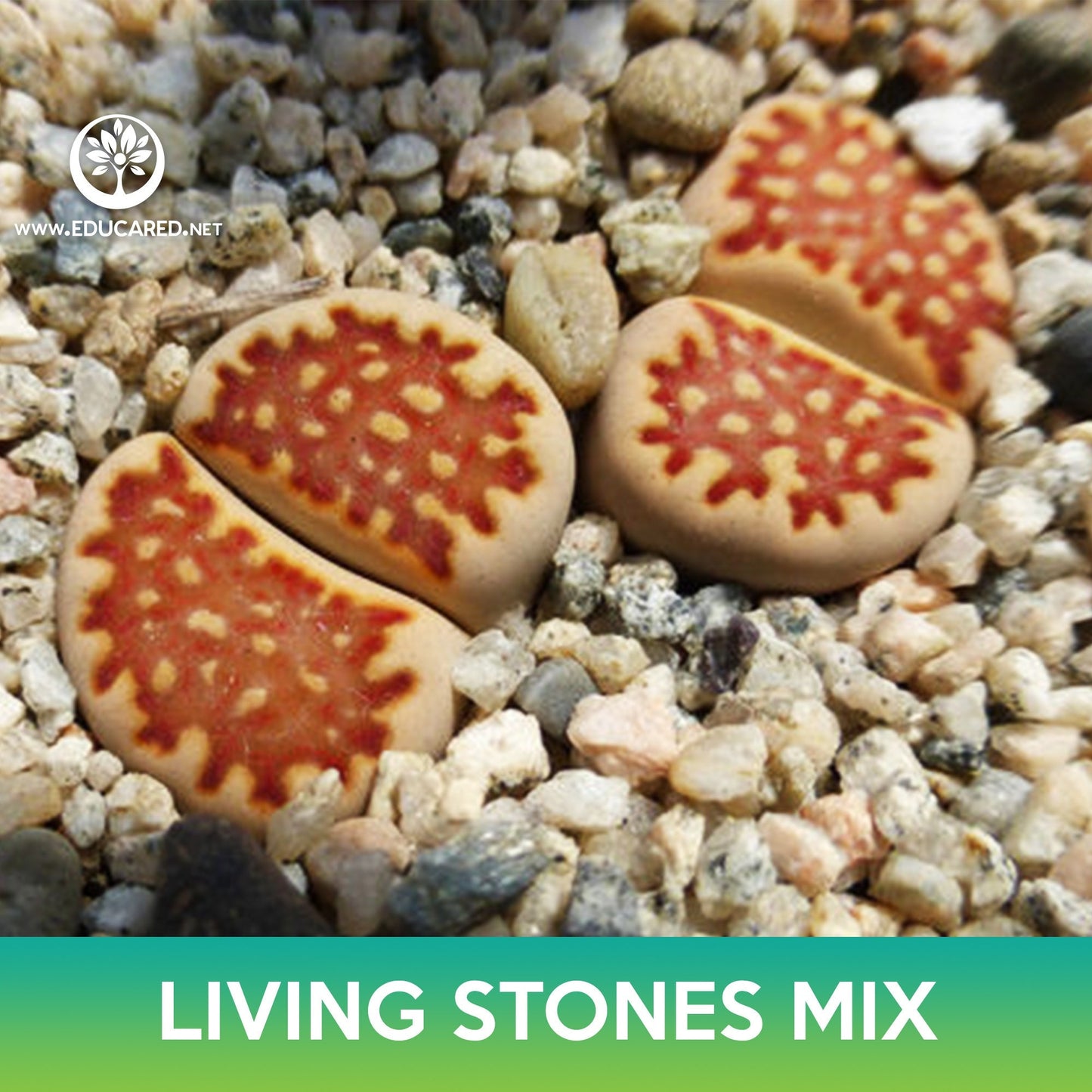 Living Stones Succulent Mix Seeds, Lithops julii