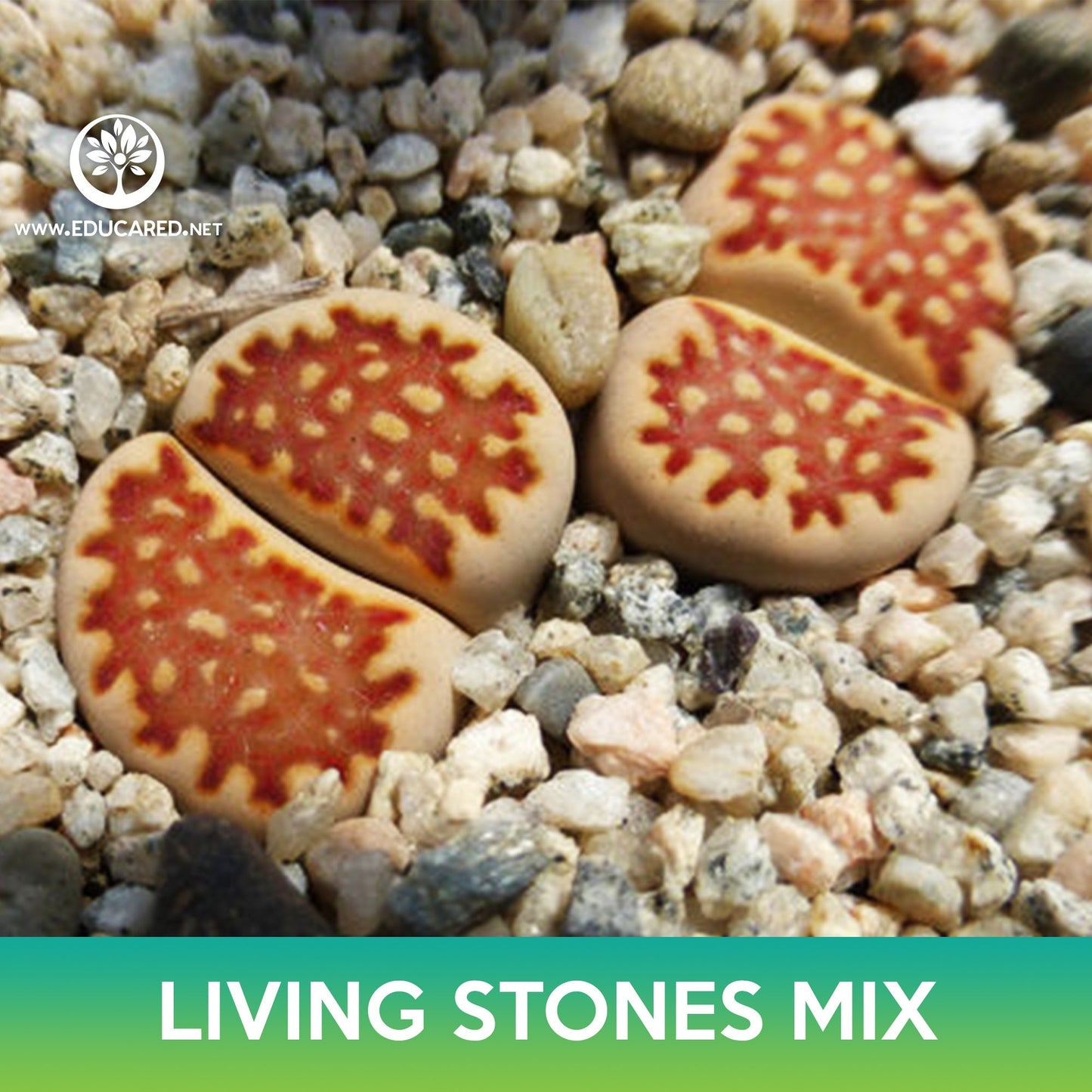 Living Stones Succulent Mix Seeds