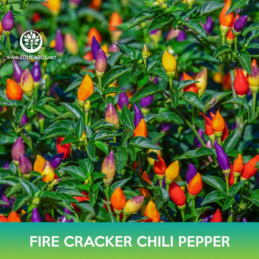 Firecracker Chili Pepper Seeds,  Birdseye Chili Pepper