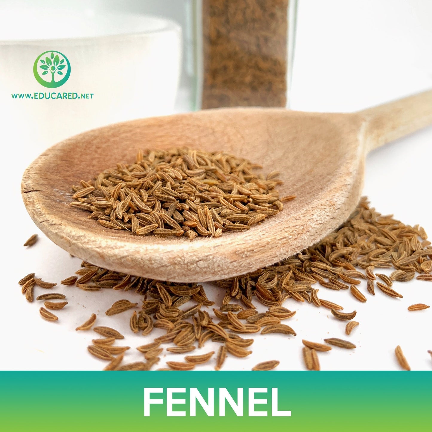 Fennel Seeds