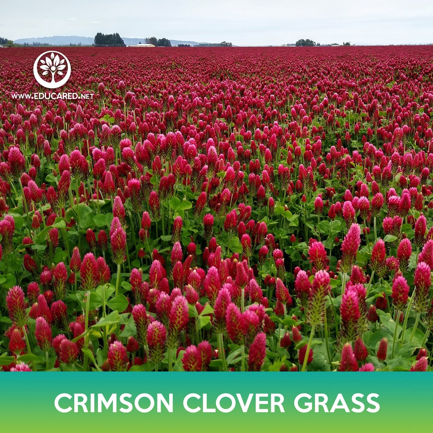 Crimson Clover Grass Seeds