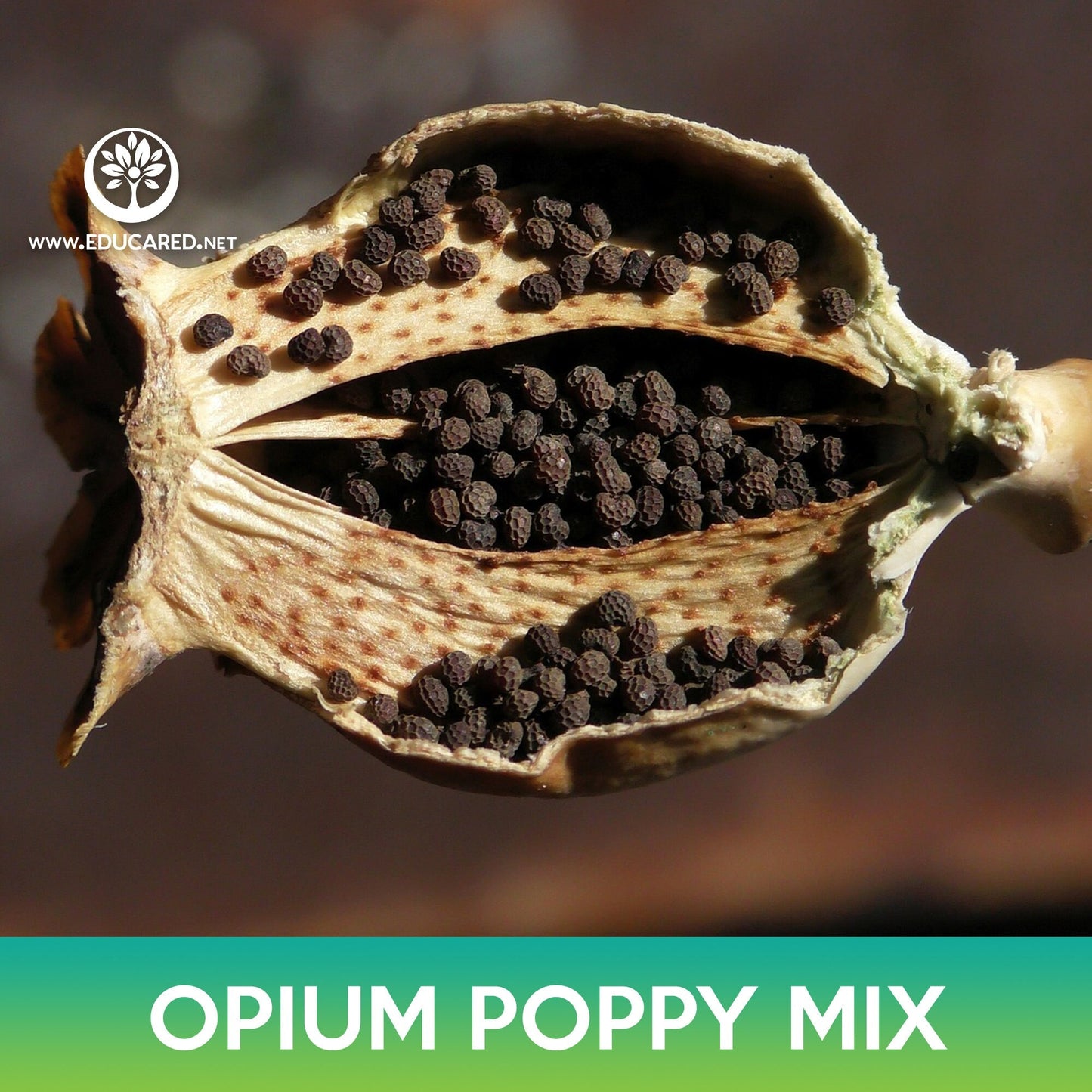 Poppy Mix Seeds, Papaver Somniferum