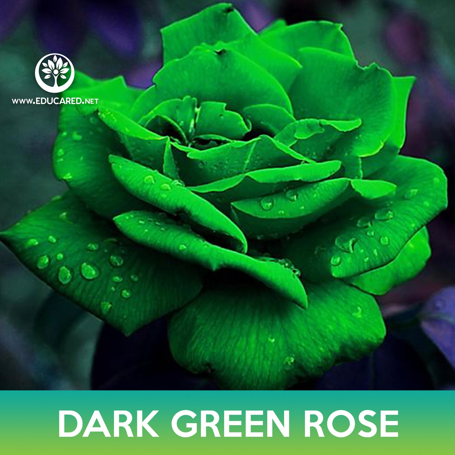 Dark Green Rose Seeds