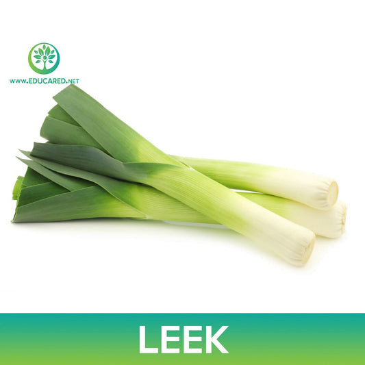 Leek Seeds, American Flag Leek