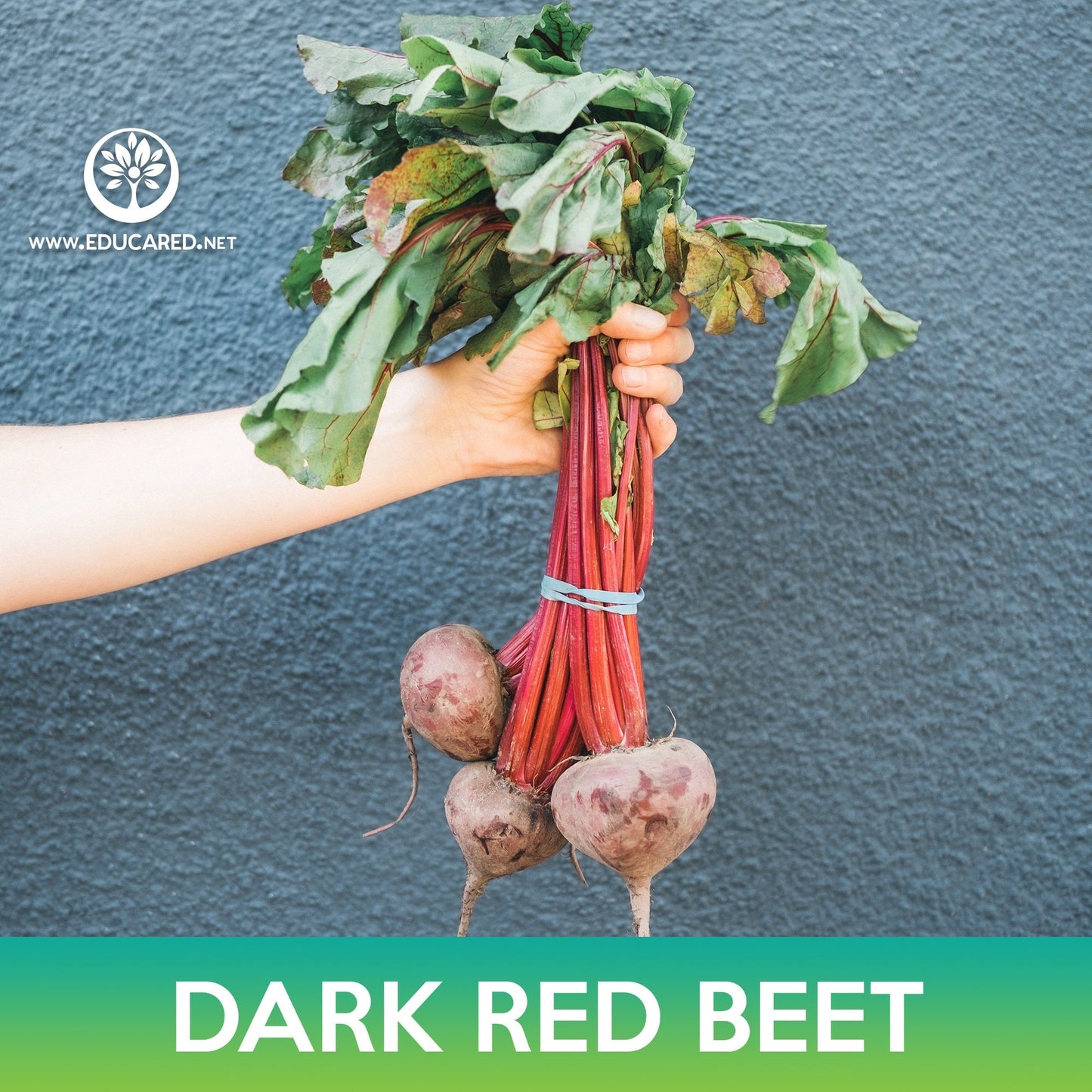Dark Red Detroit Beet Seeds