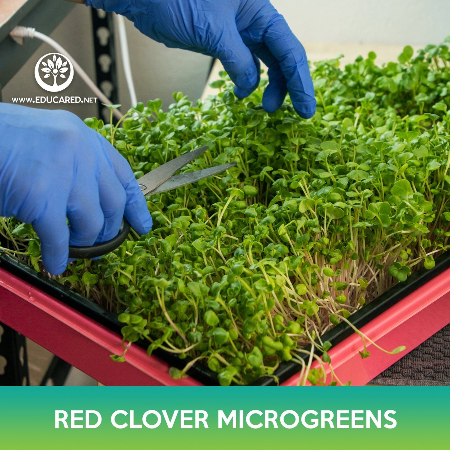 Red Clover Microgreens Seeds