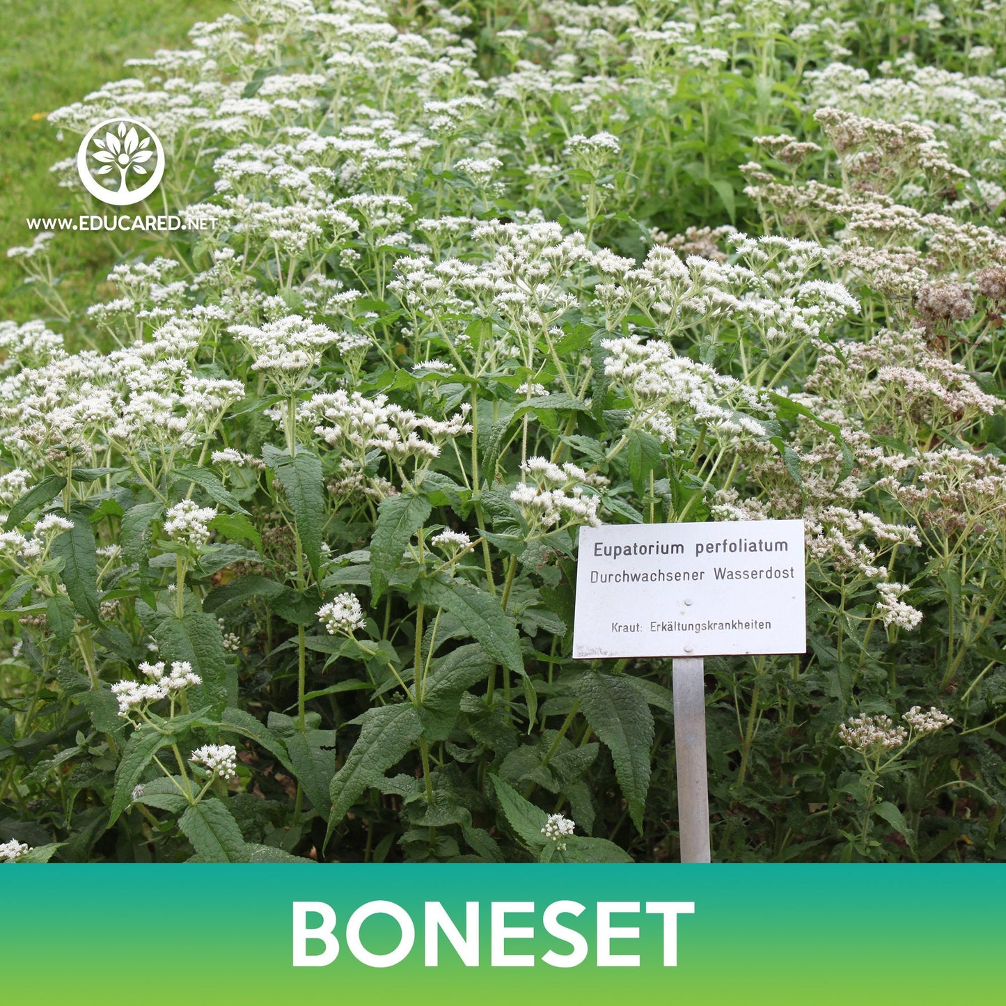 Boneset Seeds