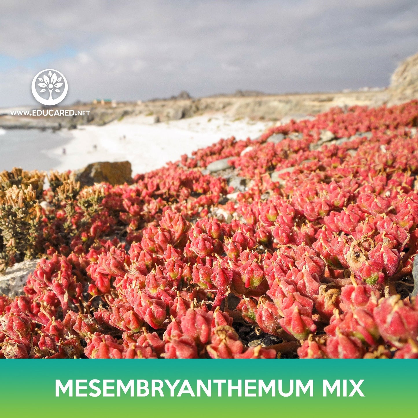 Mesembryanthemum Succulent Mix Seeds