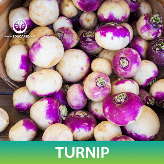 Turnip Seeds, Purple Top White Globe Turnip, Brassica rapa