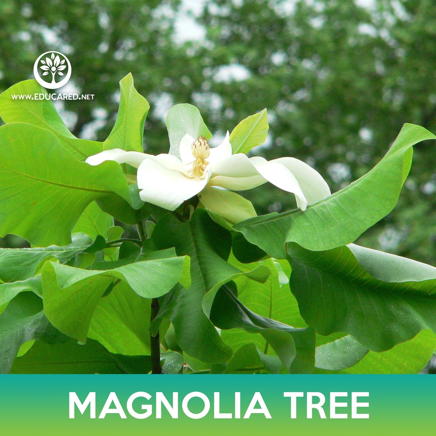 Magnolia Tree Seeds