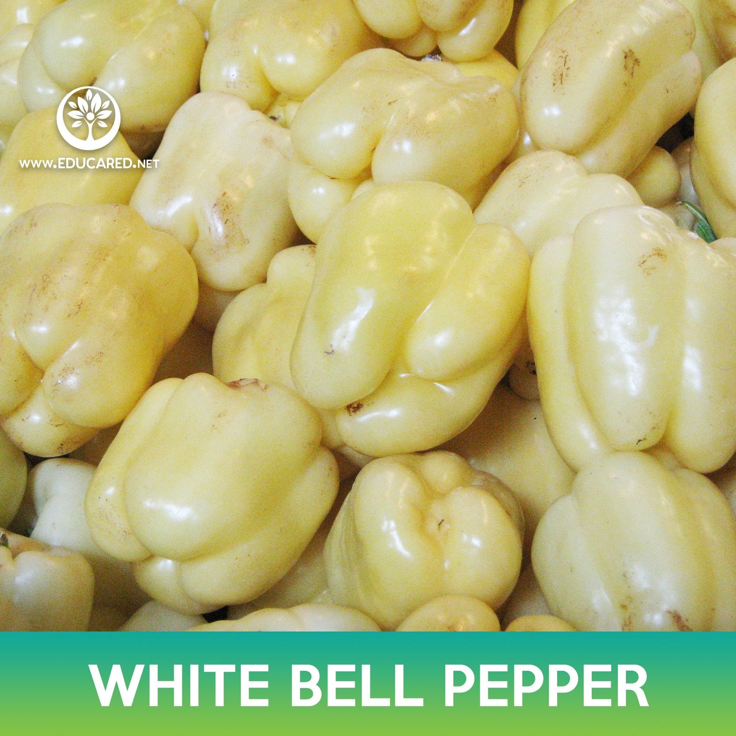 White Bell Pepper Seeds