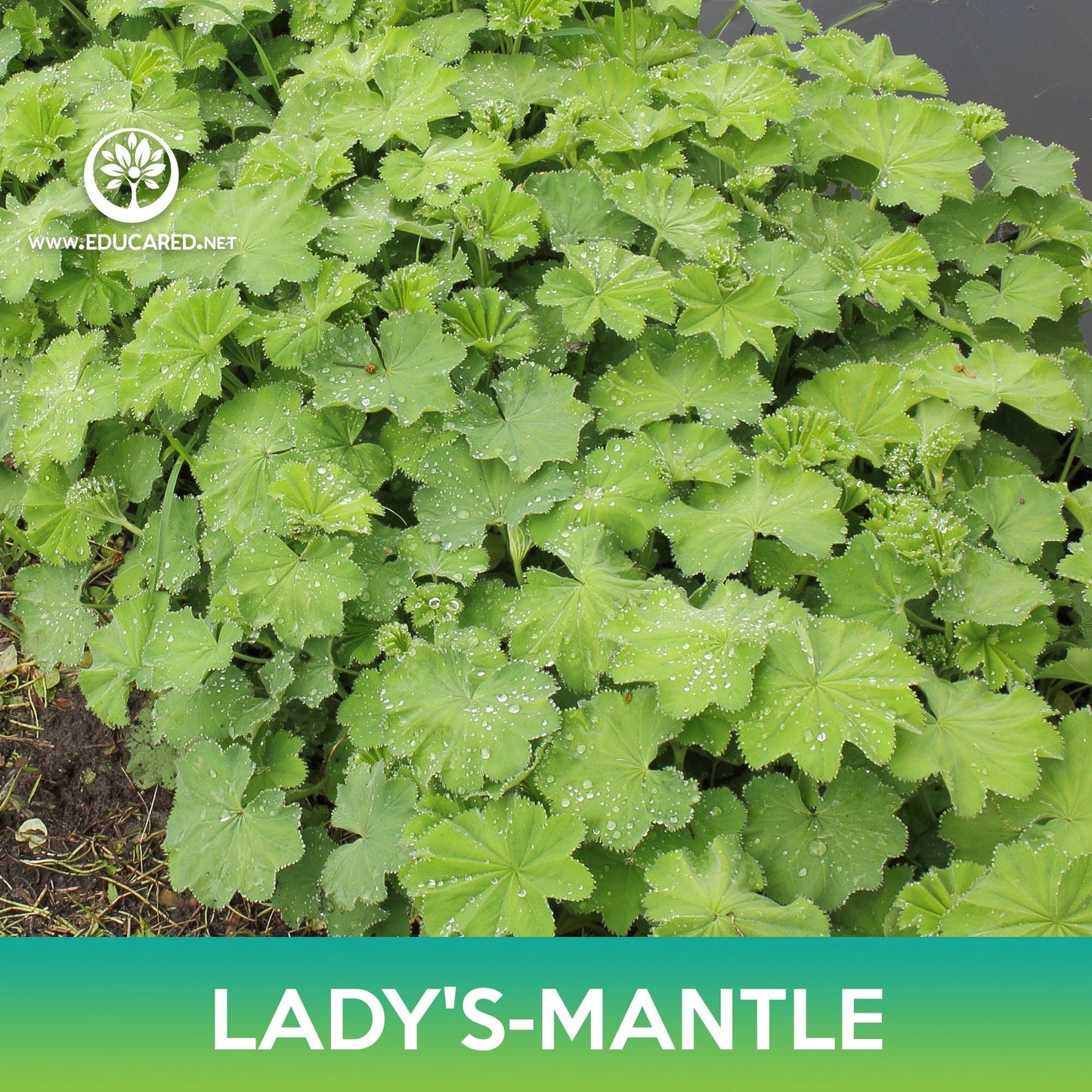 Lady's-Mantle Seeds