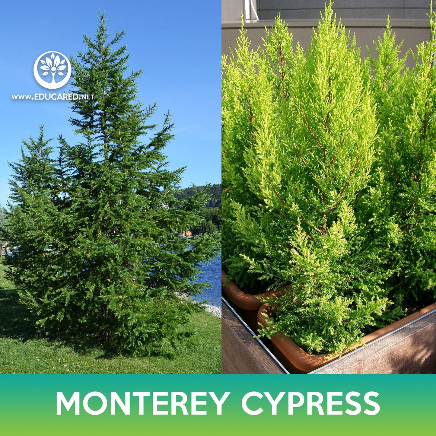 Monterey Cypress Seeds