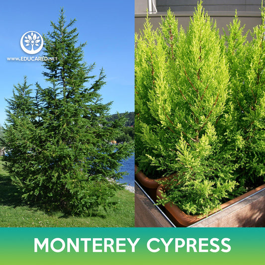 Monterey Cypress Seeds