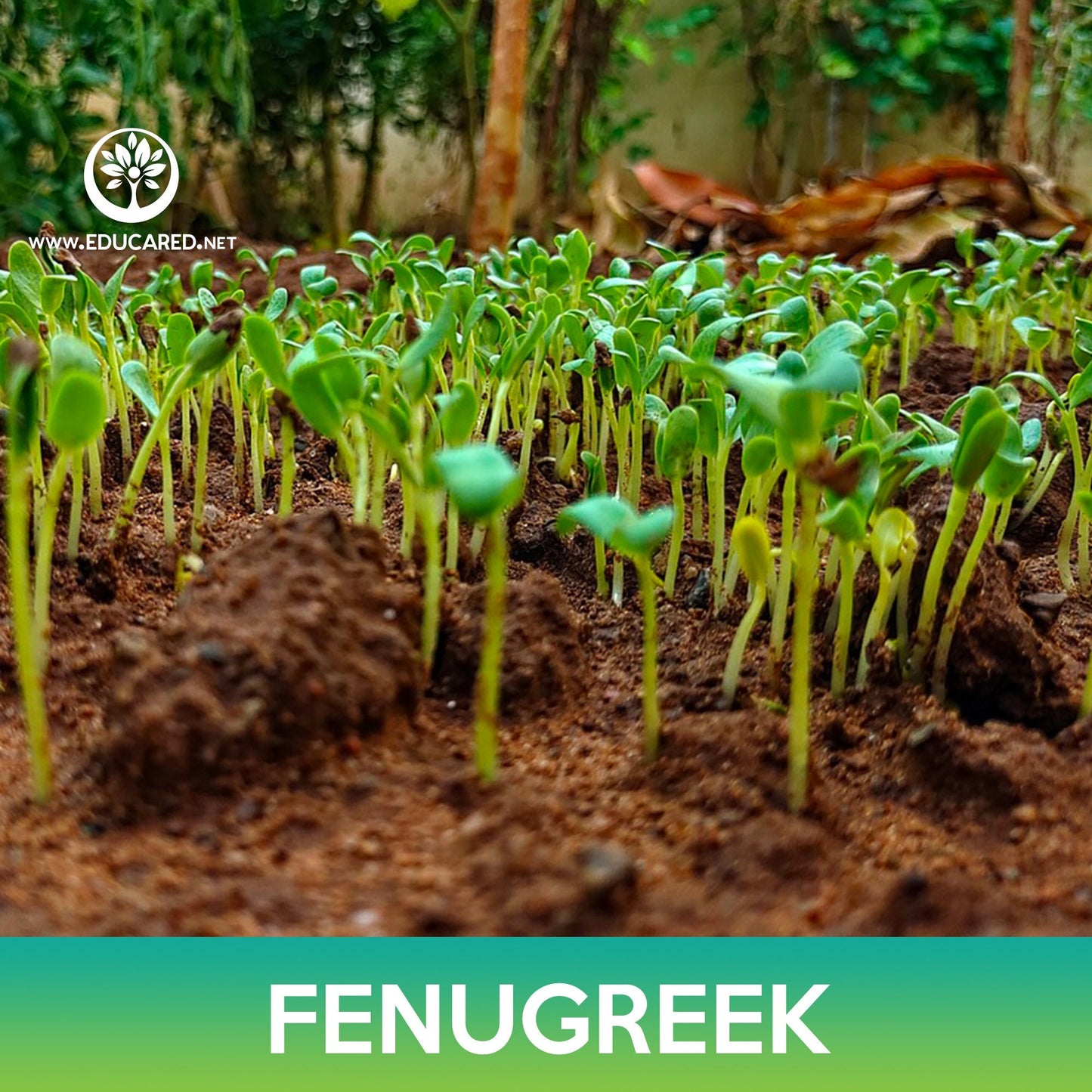 Fenugreek Seeds