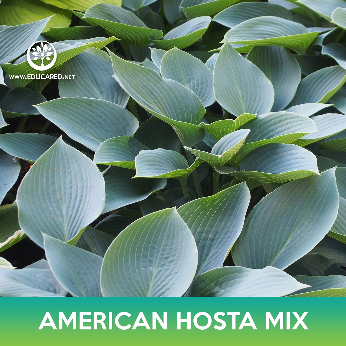 American Hosta Mix Seeds