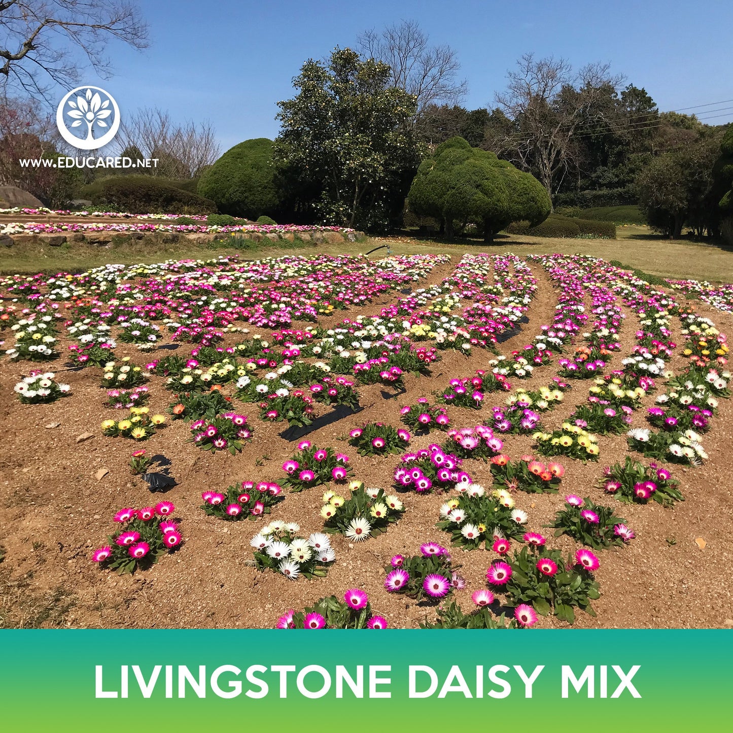 Livingstone Daisy Succulent Mix Seeds