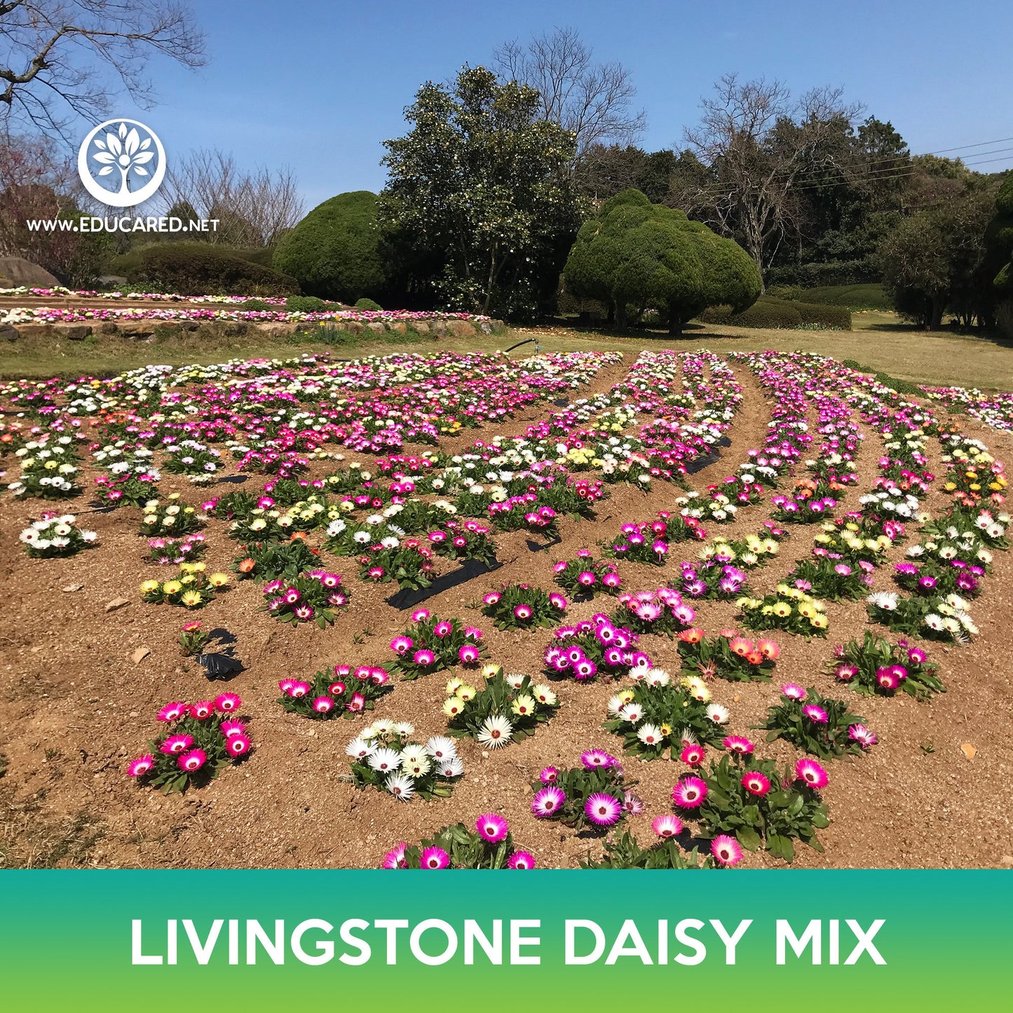 Livingstone Daisy Succulent Mix, Mesembryanthemum criniflorum