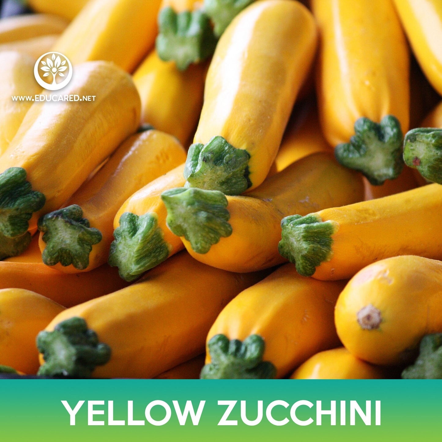 Yellow Zucchini Seeds