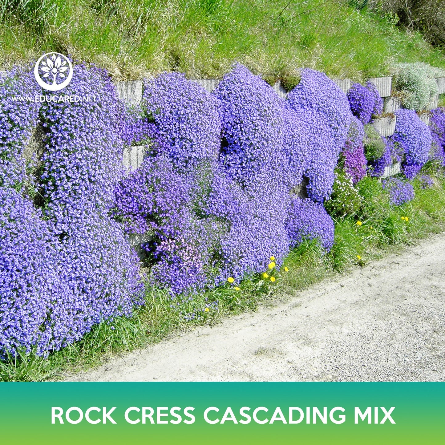 Rock Cress Cascading Mix Seeds, Aubrieta Hybrida Superbissima Cascade