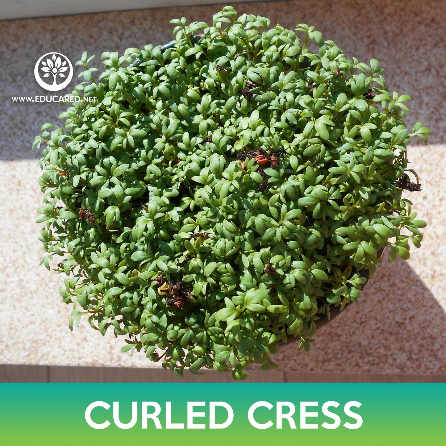 Curled Cress Seeds, Lepidium sativum