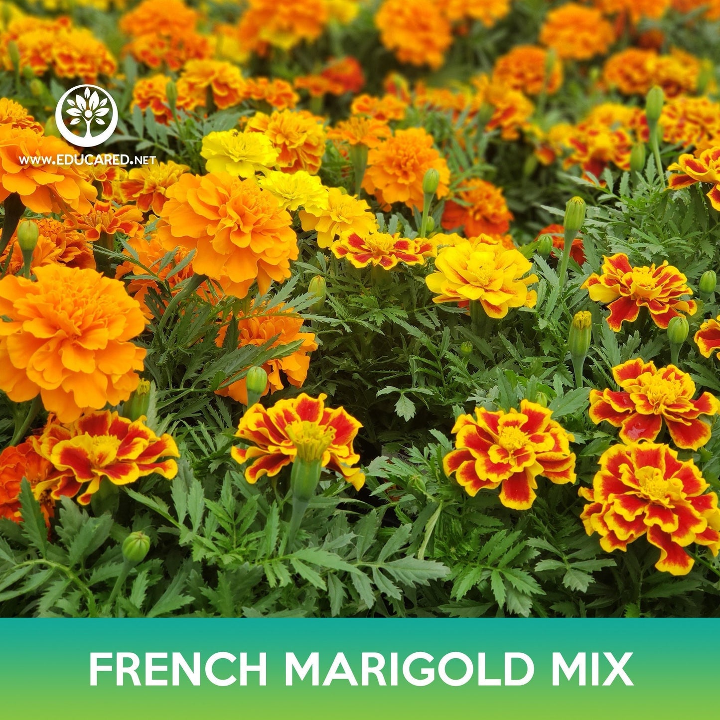 French Marigold Flower Mix Seeds