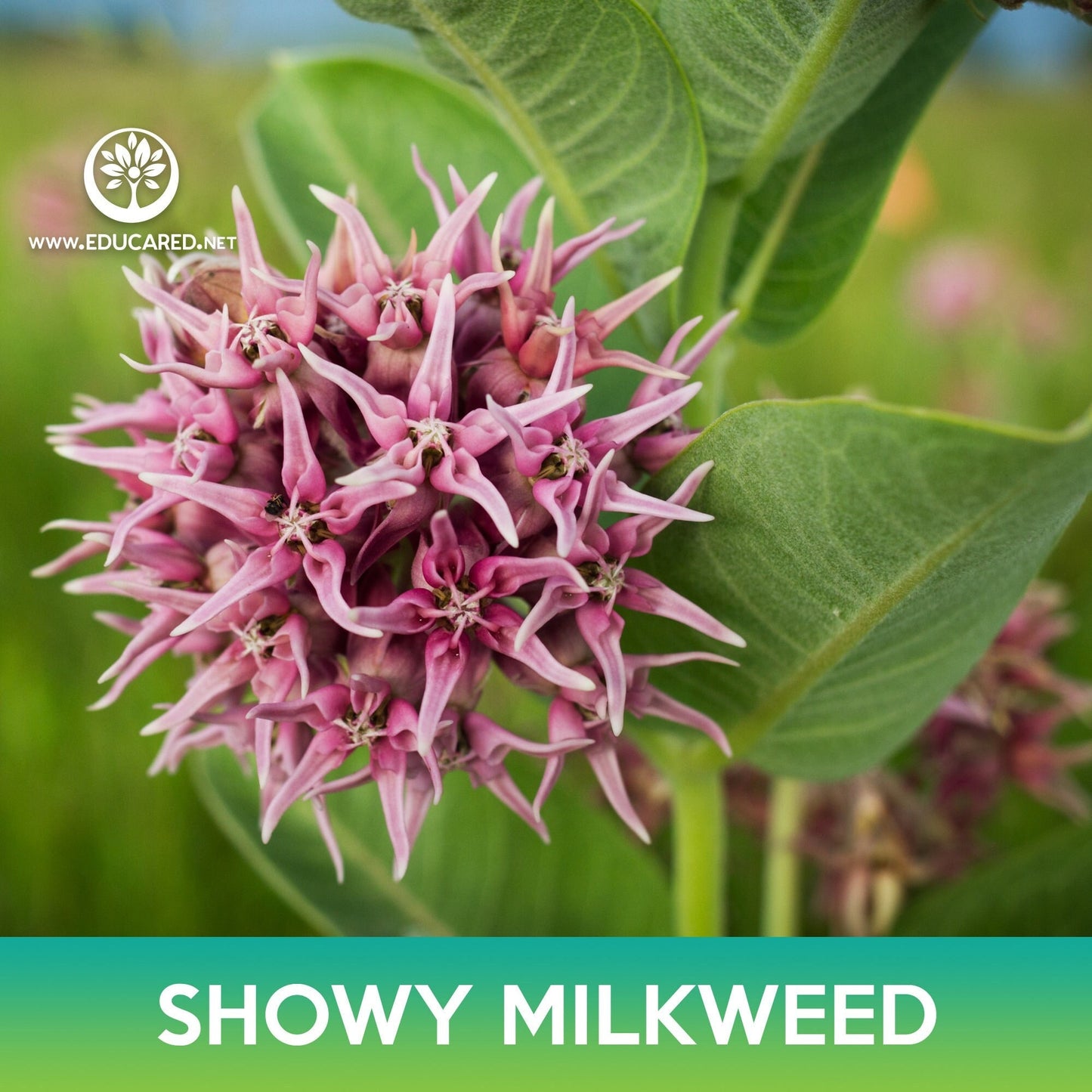 Showy Milkweed Seeds