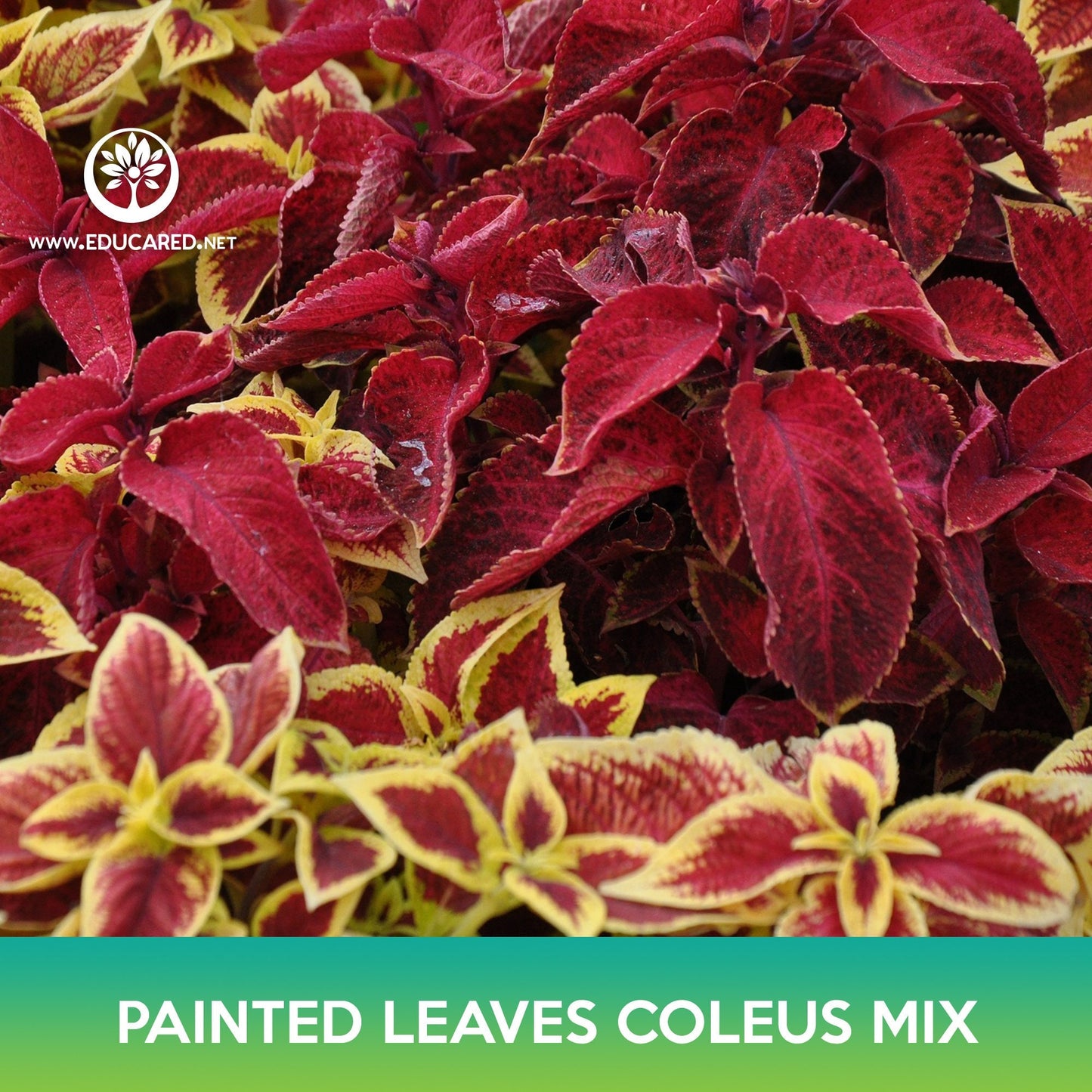 Painted Leaves Coleus Mix Seeds