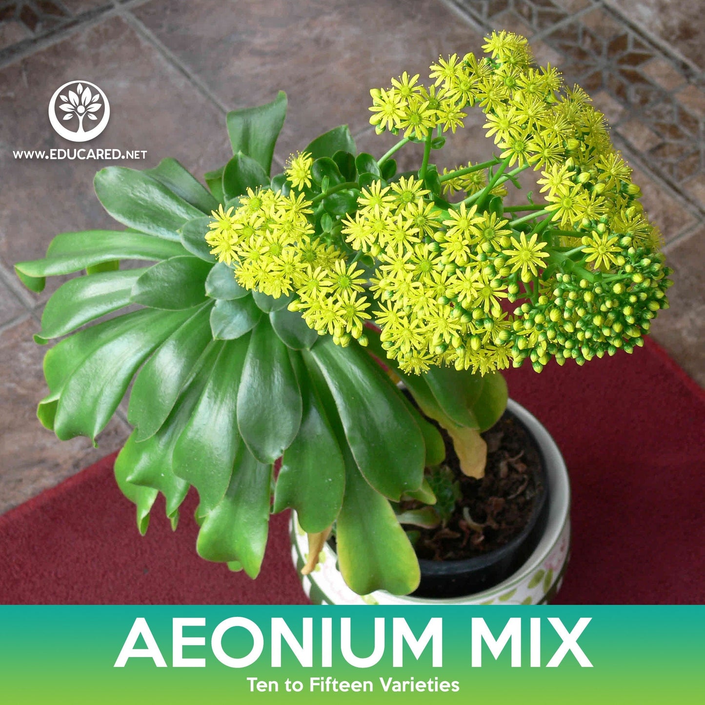 Aeonium Succulent Mix Seeds