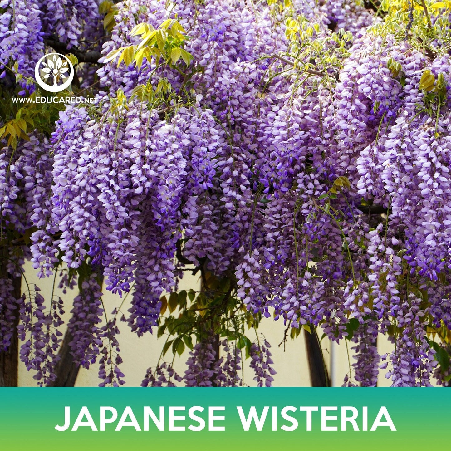 Japanese Wisteria Tree Seeds