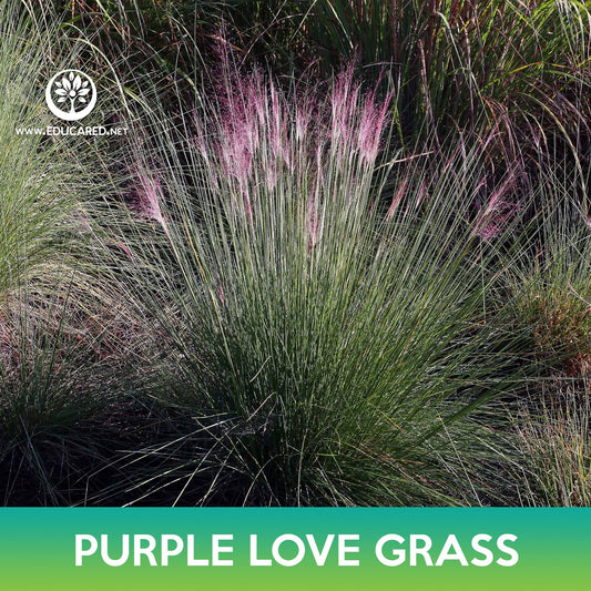 Love Purple Grass Seeds, Eragrostis spectabilis