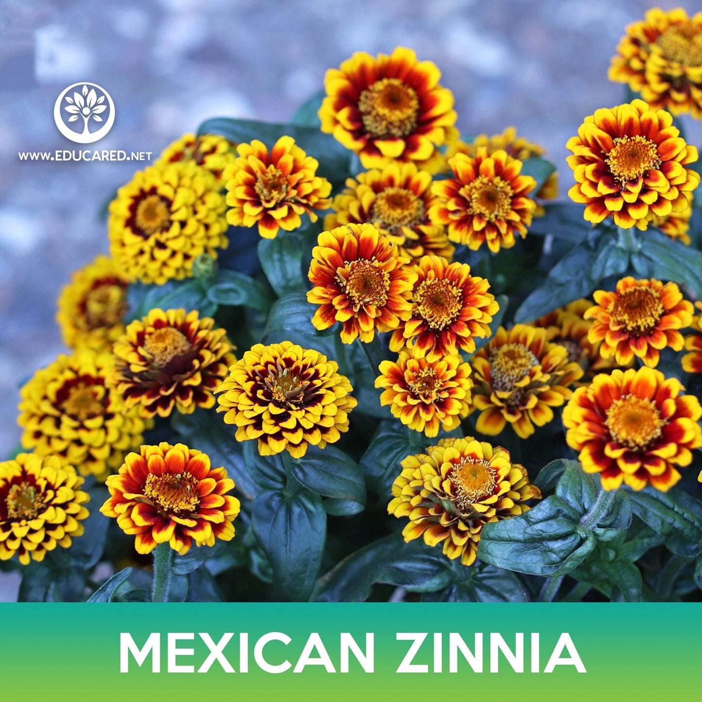 Mexican Zinnia Flower Seeds, Persian Carpet , Zinnia haageana