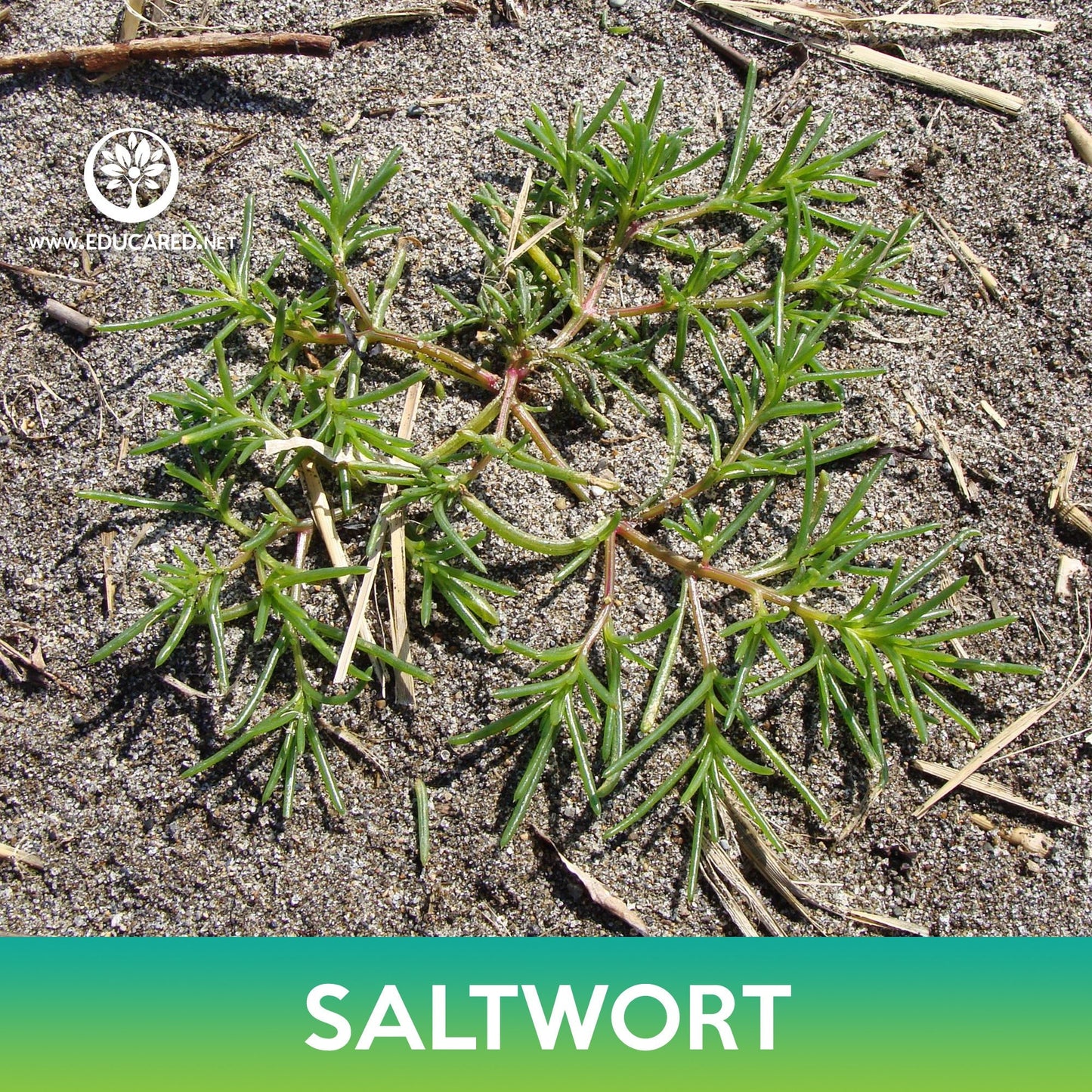 Saltwort Seeds, Land Seaweed