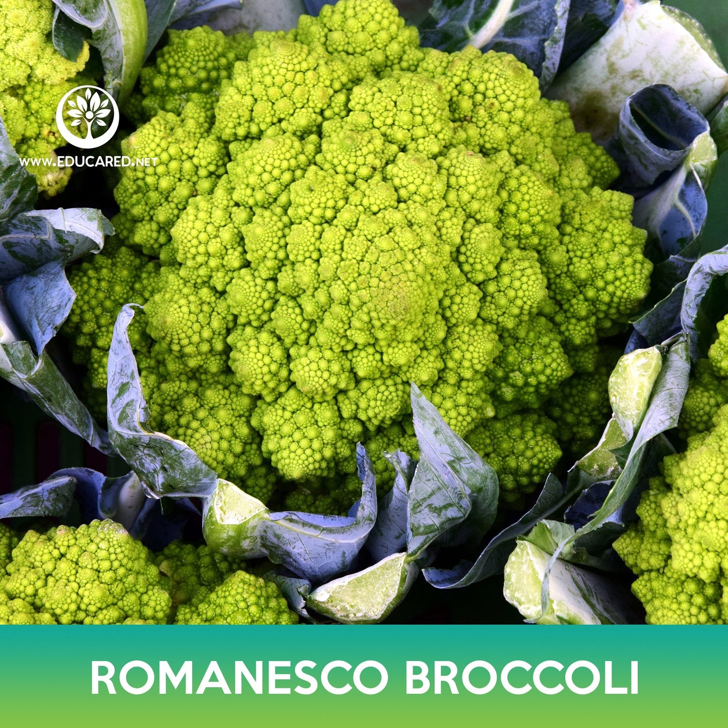 Romanesco Broccoli Seeds